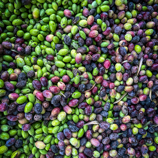 Aceitunas naturales y negras