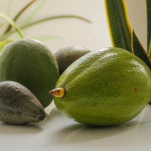 Palta