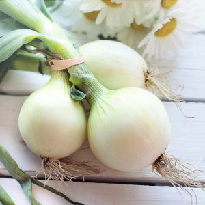 cebolla cabezona