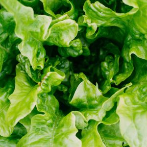 lechuga